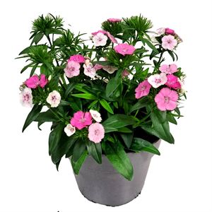 Bild von Ej Dianthus P19 Pink Magic